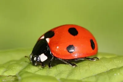 Coccinella