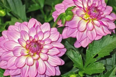 DALIAS ROSAS :)