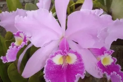 Orquidea
