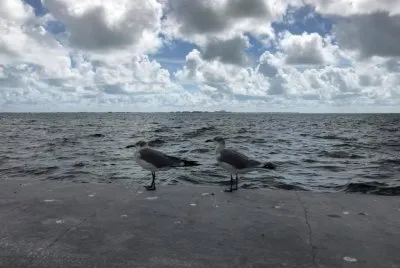 Gaviotas