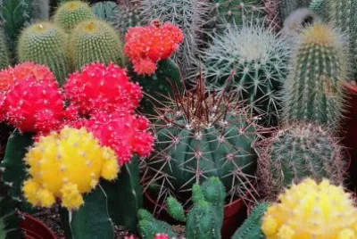 פאזל של Flores desÃ©rticas