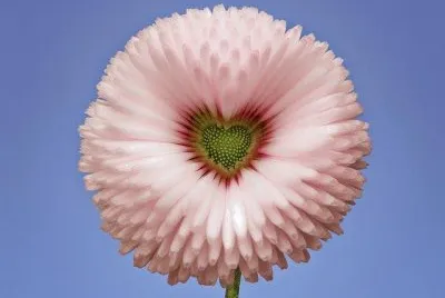 Flor CorazÃ³n