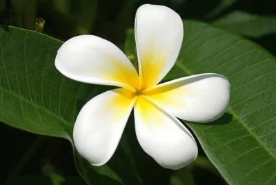 é›žè›‹èŠ±