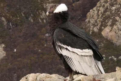 Condor