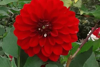 DALIA