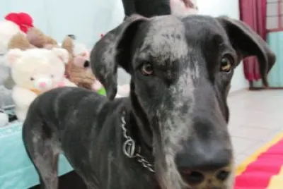 la pequeÃ±a colima