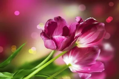 èŠ±è—è¡“