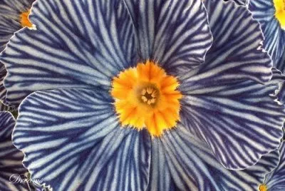 Cebra azul