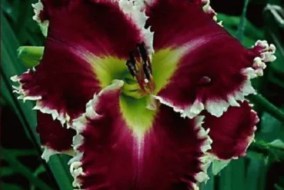 Flor