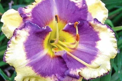 Flor