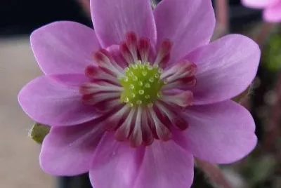 Hepatica jigsaw puzzle