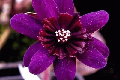 Hepatica jigsaw puzzle