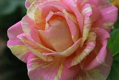 Rosa jigsaw puzzle