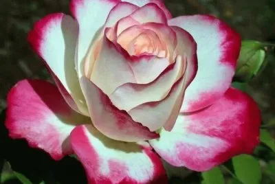 Rosa jigsaw puzzle