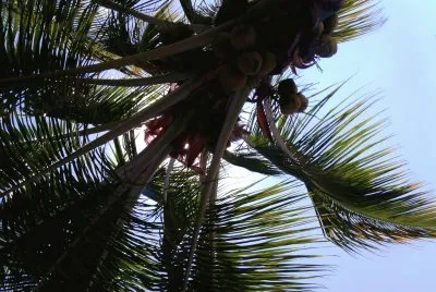 Palmera
