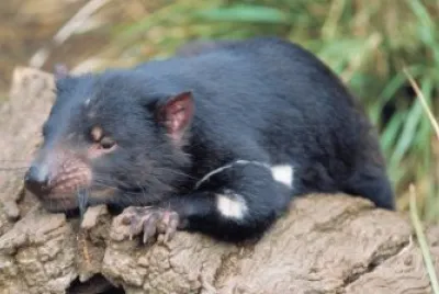 Diavolo della tasmania