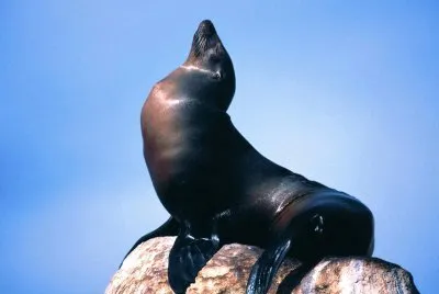 Foca