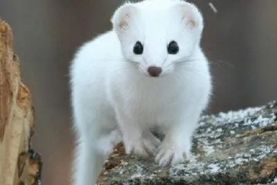 Furetto