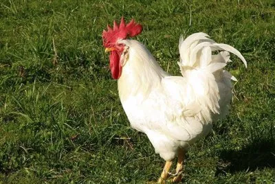 Gallina