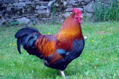 Gallo