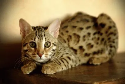 Gatto