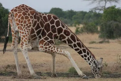 Giraffa jigsaw puzzle