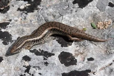 Gongilo