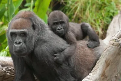 Gorilla