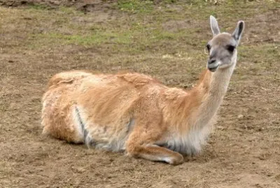 Guanaco