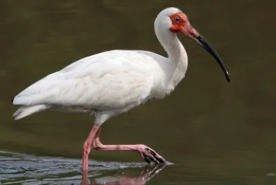 Ibis