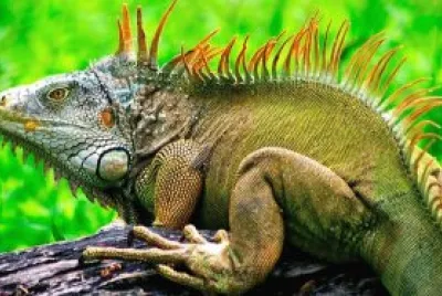 Iguana