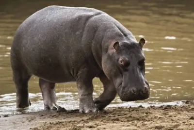 Ippopotamo