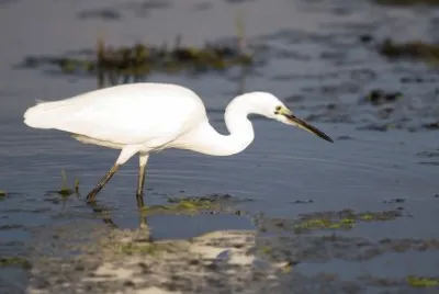 פאזל של Egretta
