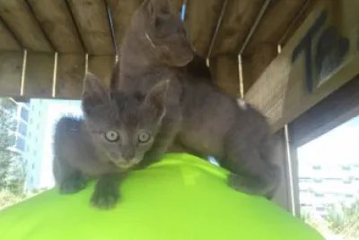 los gatitos en Punta