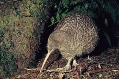 Kiwi