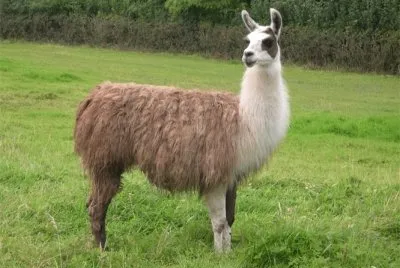 Lama