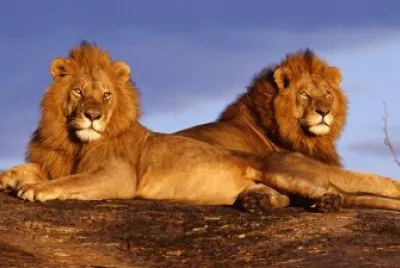 Leone