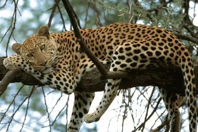 Leopardo
