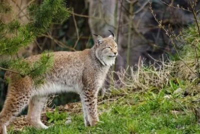 Lince