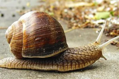 Lumaca