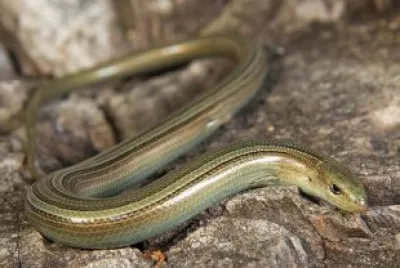 Luscengola