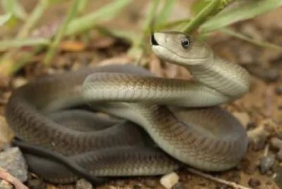 Mamba