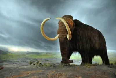 Mammuth