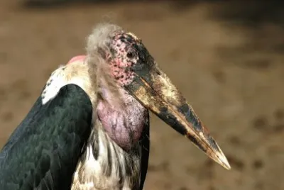 Marabu africano