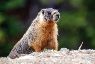 Marmotta