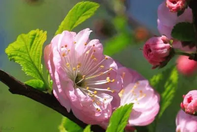 imagem jigsaw puzzle