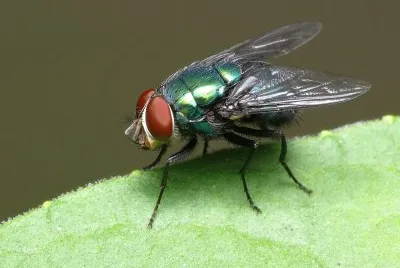 פאזל של Mosca