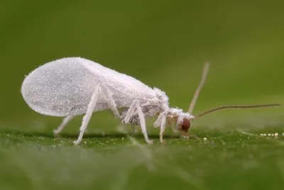 Mosca bianca