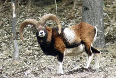 Muflone