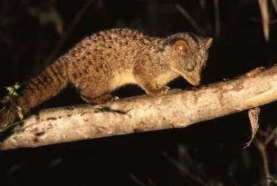 Nandinia